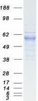 Human PIAS4 / PIASY Protein (Recombinant Myc-DDK (Flag))