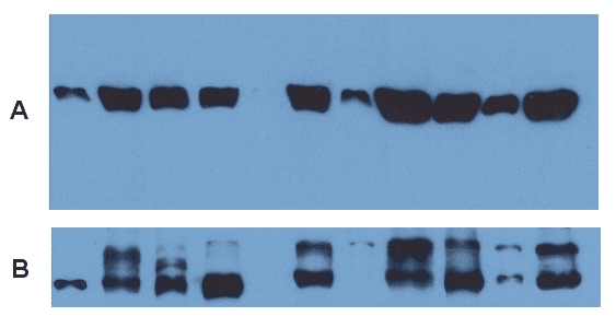 IHC-plus™ Alpha Tubulin Antibody (clone TU-01)