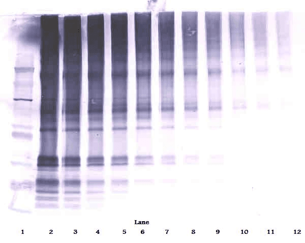 IHC-plus™ SCGF Antibody