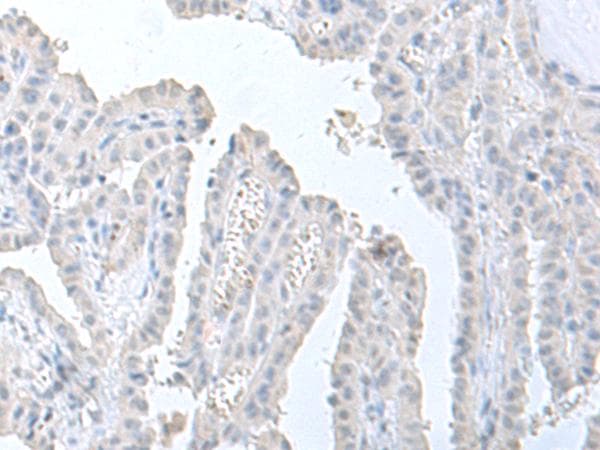 STAU2 Antibody