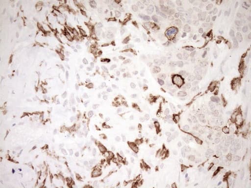 ITGAM / CD11b Antibody (clone OTI2D11, Carrier-free)