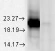 CRYAA / Alpha A Crystallin Antibody (clone 1H3.B8)