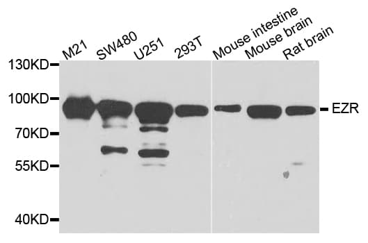 EZR / Ezrin Antibody