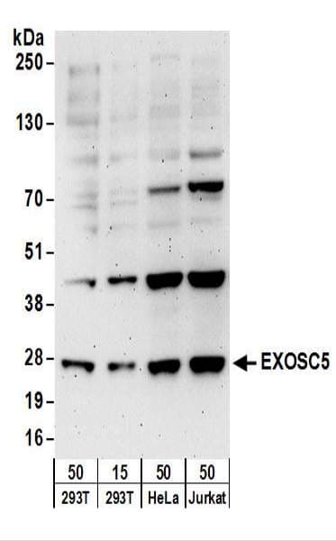 EXOSC5 Antibody (aa1-50)