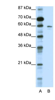 K13 / KCNG Antibody (N-Terminus)