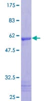 Human C1QTNF2 / CTRP2 Protein (Recombinant GST)