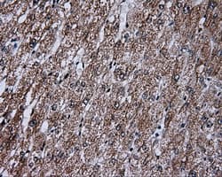 FAHD2A Antibody (clone OTI5E9)