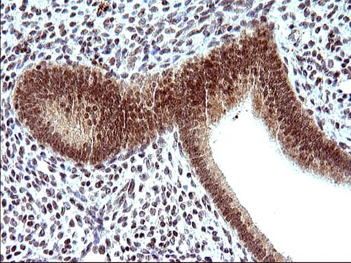 NDN / Necdin Antibody (clone OTI5D1)