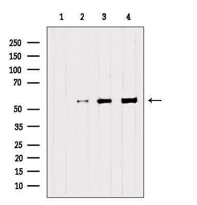 SAMM50 Antibody