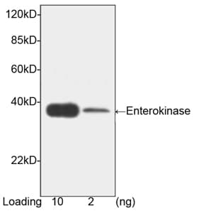 TMPRSS15 / Enterokinase Antibody (clone 5E3C8)