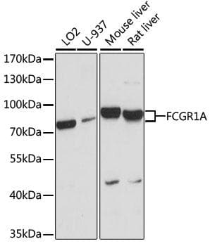 FCGR1A / CD64 Antibody