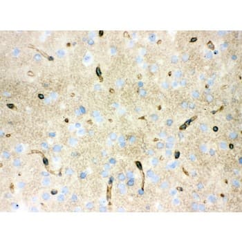 AQP4 / Aquaporin 4 Antibody (aa295-323)