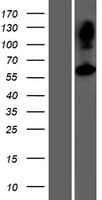 ASPG Protein (Over-Expression Lysate Myc-DDK (Flag))