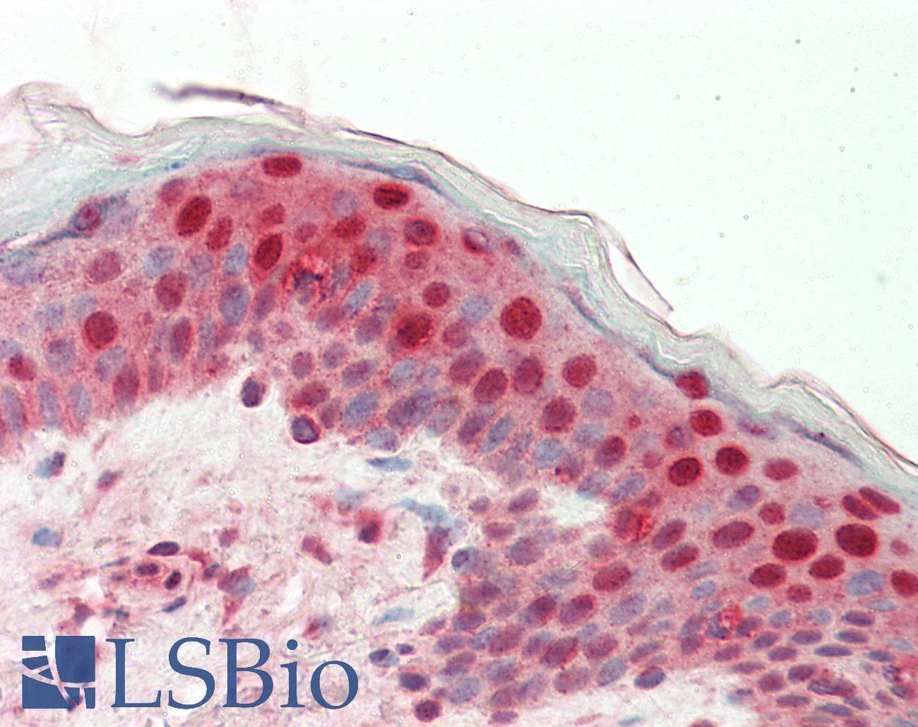 IHC-plus™ Monoclonal Mouse anti-Human E4F1 / E4F Antibody (clone 4B10, IHC, IF, WB)