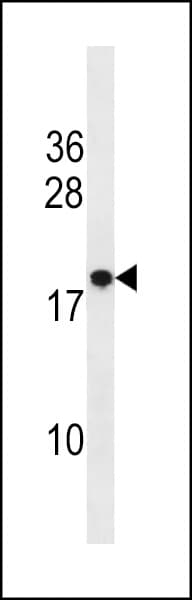 RNF24 Antibody (aa33-61)