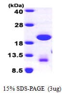 Human GABARAPL1 / ATG8 Protein (Recombinant His)