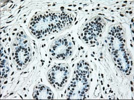 BRAF / B-Raf Antibody (clone OTI4C5)