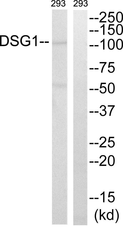 DSG1 / Desmoglein 1 Antibody