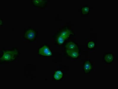 Polyclonal Rabbit anti-Human BRD4 Antibody (IF)