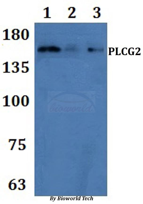 PLCG2 / PLC Gamma 2 Antibody