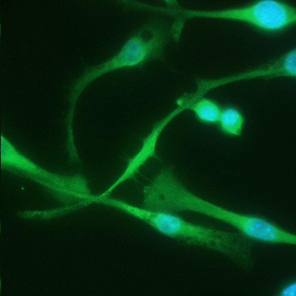 ADGRE1 / EMR1 Antibody