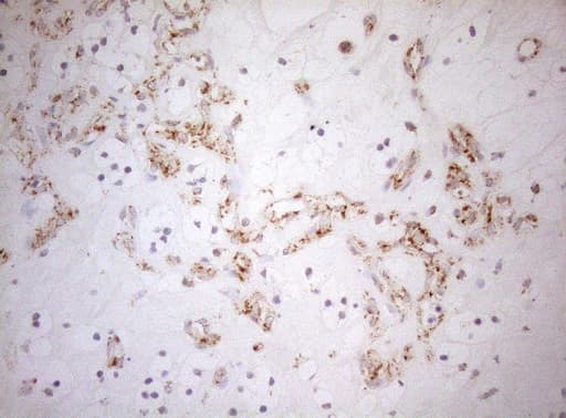 DECR1 Antibody (clone OTI5D12)