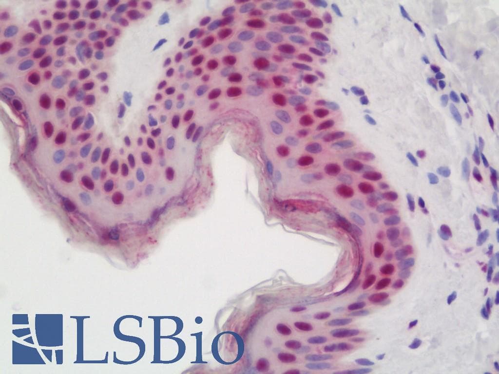 IHC-plus™ TCERG1 / CA150 Antibody (aa1-50)