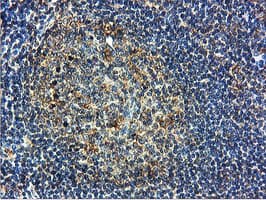 ILVBL Antibody (clone OTI8B12)