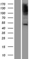HSF1 Protein (Over-Expression Lysate Myc-DDK (Flag))