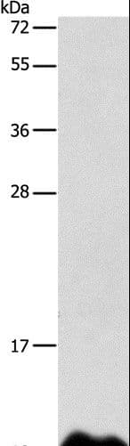 Apolipoprotein C-I Antibody