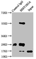HIST1H3A Antibody (phospho-Ser10)