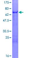 Human SSBP4 Protein (Recombinant GST)