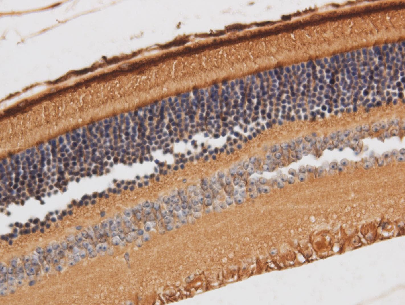 RBP3 / IRBP Antibody