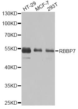 RBBP7 / RbAp46 Antibody