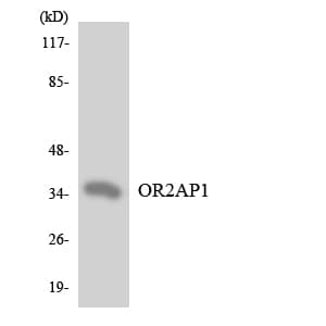 OR2AP1 Antibody (aa221-270)