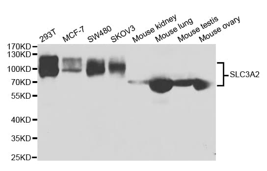 SLC3A2 / CD98 Heavy Chain Antibody (aa360-529)