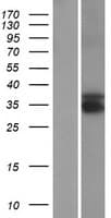 TEX13B Protein (Over-Expression Lysate Myc-DDK (Flag))