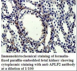 APLP2 Antibody (aa262-491)