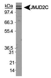 IHC-plus™ KDM4C / JMJD2C Antibody (aa450-600)