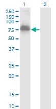 Monoclonal Mouse anti-Human ZNF23 Antibody (clone 2D3, WB)