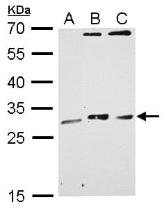 MAF1 Antibody (aa1-201)