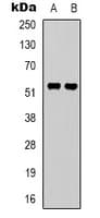 GPR37L1 Antibody (N-Terminus)