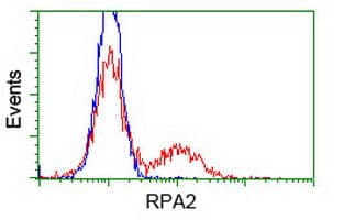 RPA2 / RFA2 / RPA34 Antibody (clone OTI10G1)