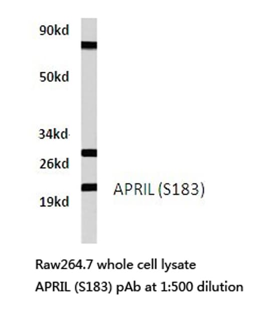 Polyclonal Rabbit anti-Human TNFSF13 / APRIL Antibody (Ser183, IHC, IF, WB)