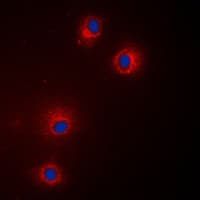 Polyclonal Rabbit anti-Human GPCRW / GPR18 Antibody (Internal, IF, WB)