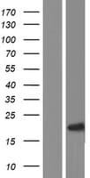 Human p16INK4a / CDKN2A Protein (Over-Expression Lysate Myc-DDK (Flag))