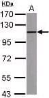 IHC-plus™ TLR9 Antibody
