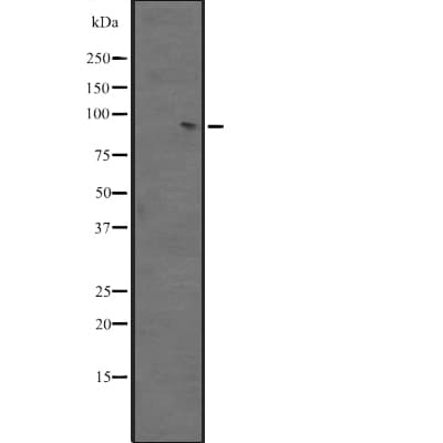 BACH2 Antibody