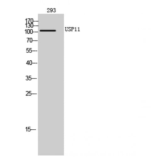 Polyclonal Rabbit anti-Human USP11 Antibody (Internal, WB)