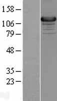 UNC13D Protein (Over-Expression Lysate Myc-DDK (Flag))